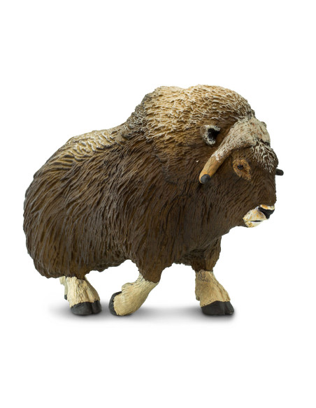 Piżmowół arktyczny