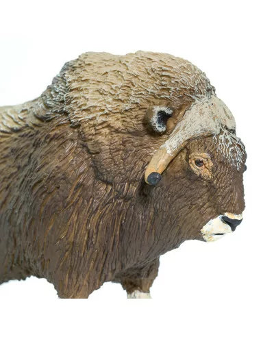 Piżmowół arktyczny