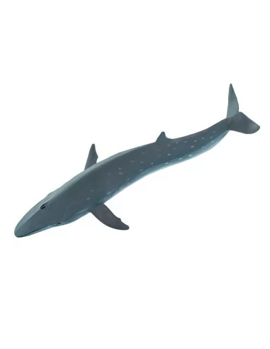 Płetwal czerniakowy