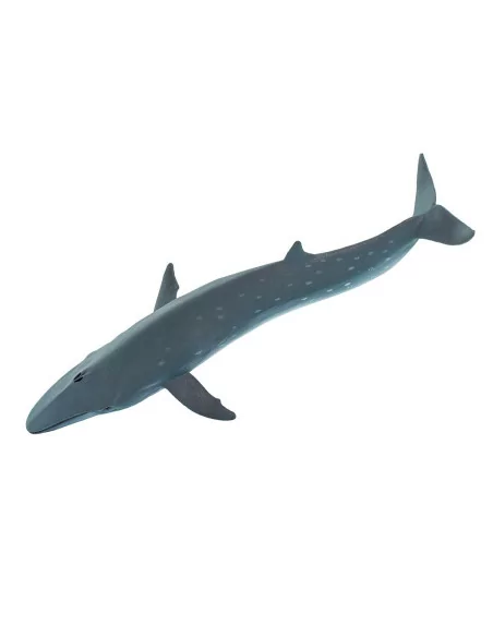 Płetwal czerniakowy