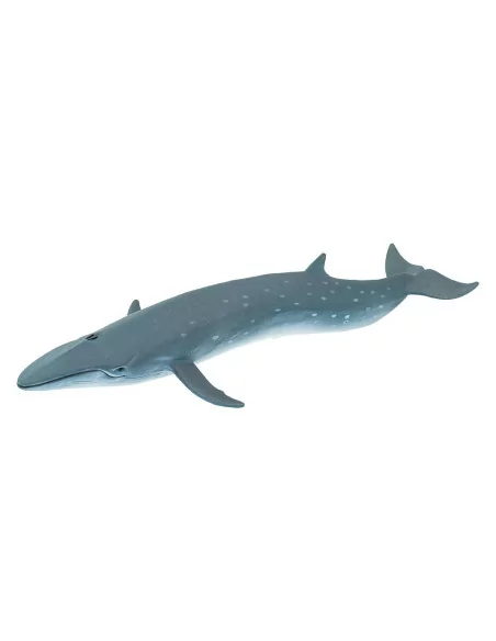 Płetwal czerniakowy