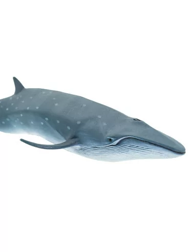 Płetwal czerniakowy