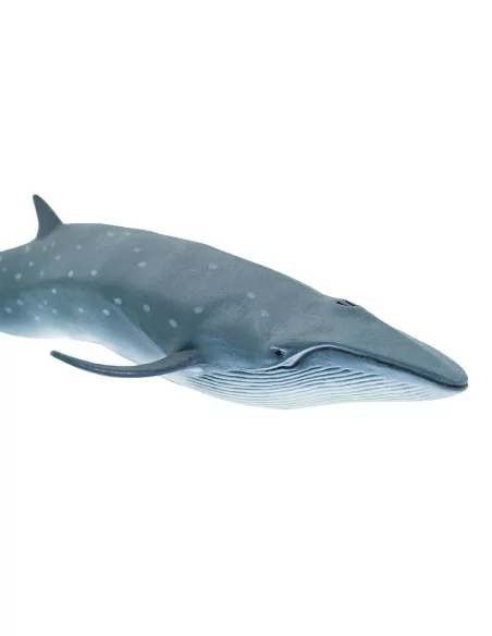 Płetwal czerniakowy