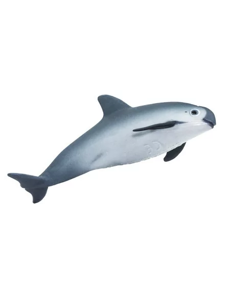 Morświn kalifornijski