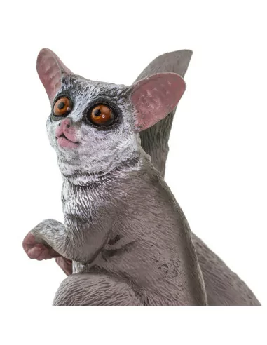 Młody Galago senegalski