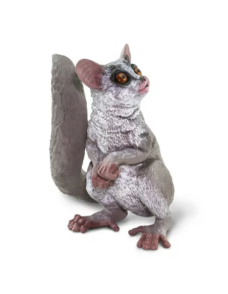 Młody Galago senegalski