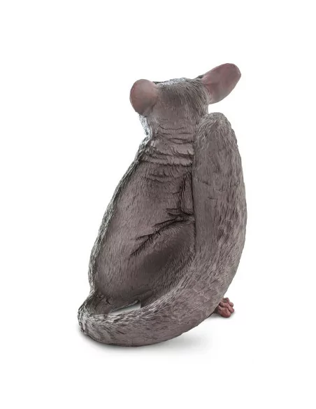 Młody Galago senegalski