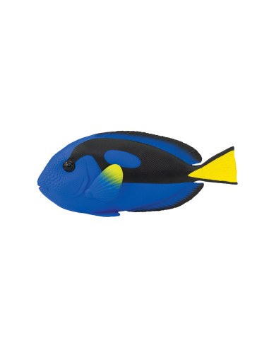 Kolorowe surgeonfish