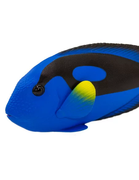 Kolorowe surgeonfish