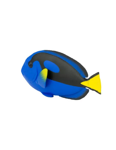 Kolorowe surgeonfish