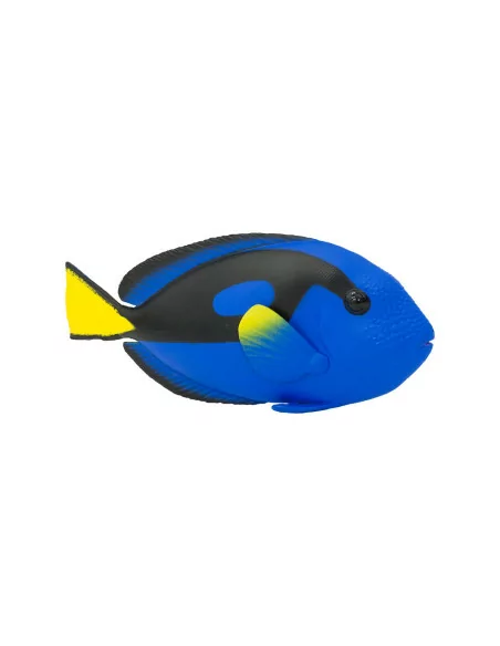 Kolorowe surgeonfish