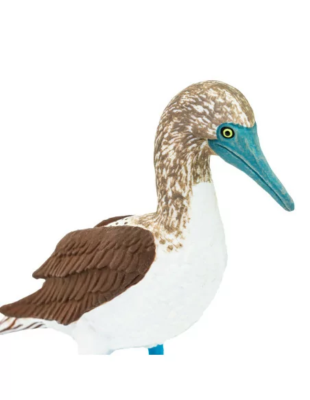 Głuptak niebieskonogi