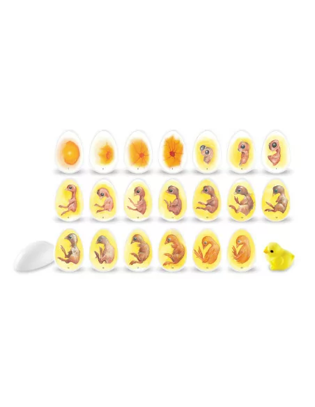 Cykl życia kurczaka