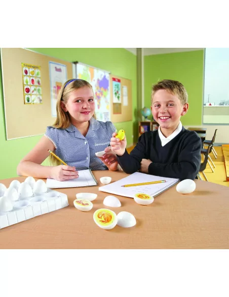 Cykl życia kurczaka