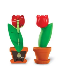 Budowa kwiatu, przekrój...