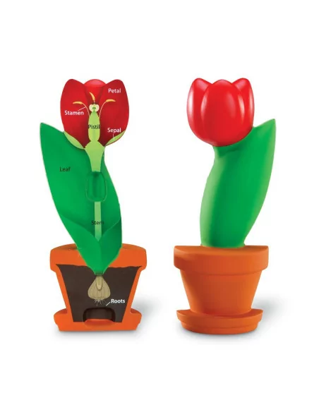 Budowa kwiatu, przekrój poprzeczny