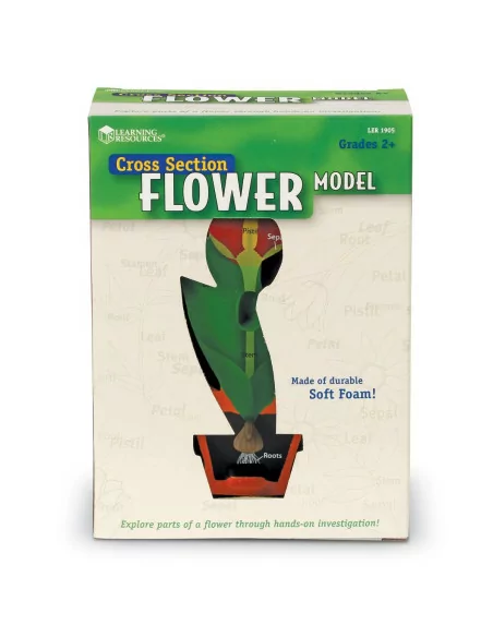 Budowa kwiatu, przekrój poprzeczny