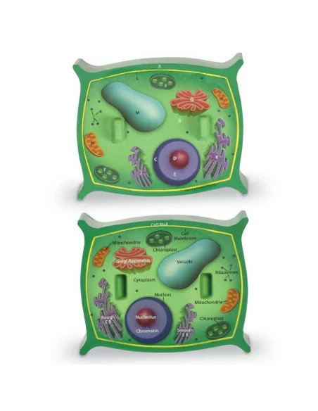 Przekrój komórki roślinnej, model