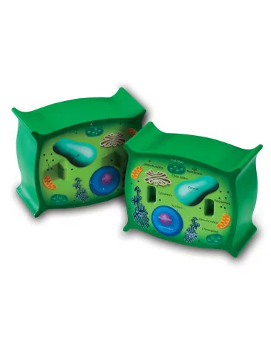 Przekrój komórki roślinnej, model