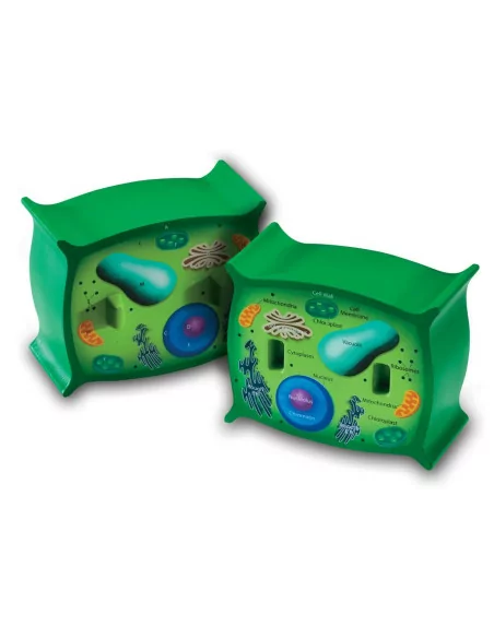 Przekrój komórki roślinnej, model