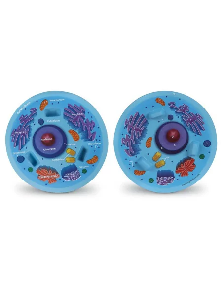 Przekrój komórki zwierzęcej, model