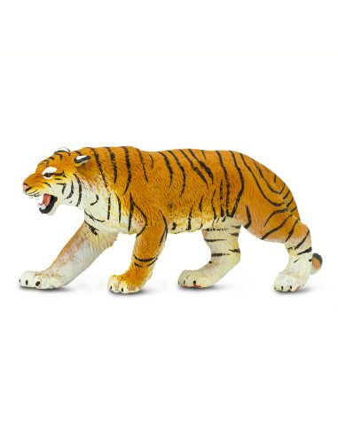 Tygrys bengalski