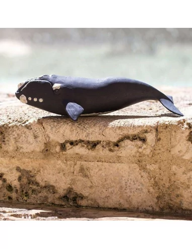 Wieloryb południowy