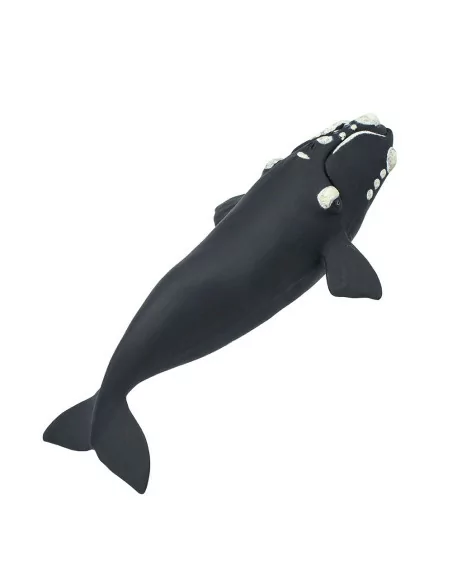 Wieloryb południowy