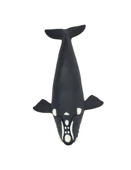 Wieloryb południowy