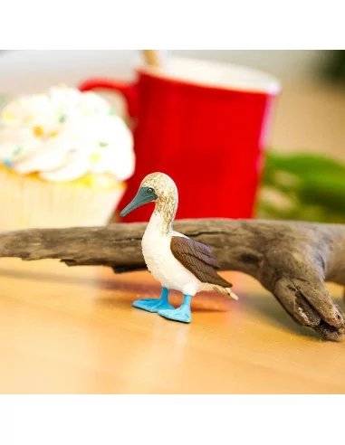 Głuptak niebieskonogi