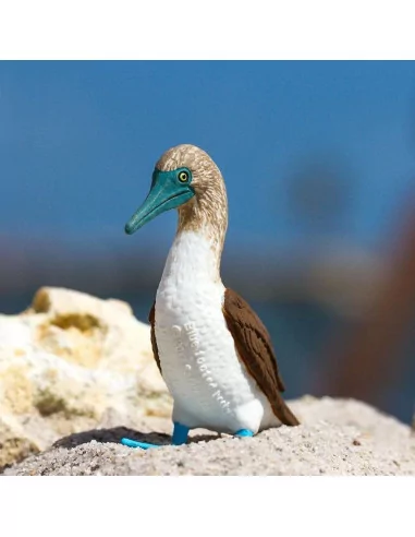 Głuptak niebieskonogi