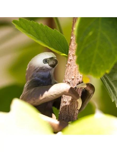 Leniwiec dwupalczasty