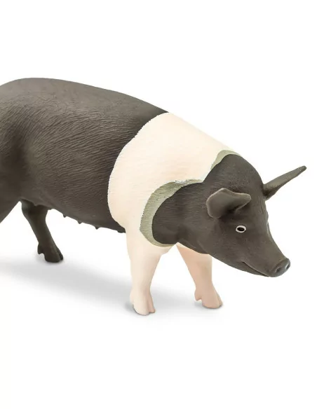 Świnia rasy Hampshire