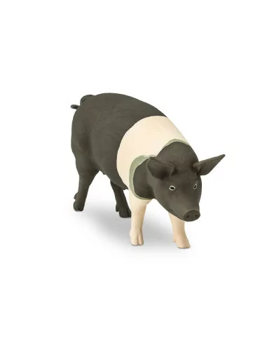 Świnia rasy Hampshire