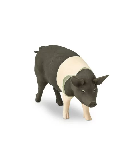 Świnia rasy Hampshire