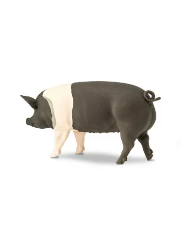 Świnia rasy Hampshire