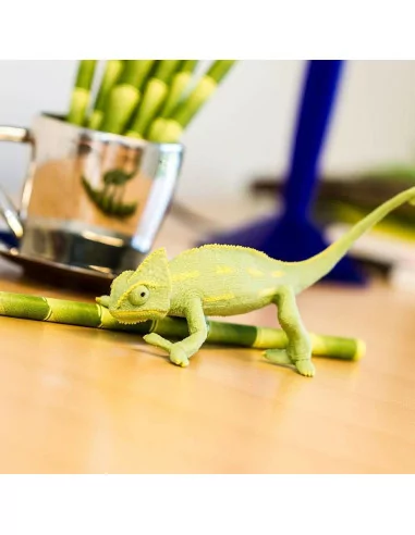 Młode kameleona jemeńskiego