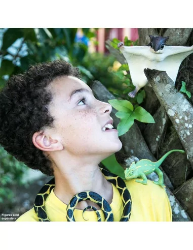 Młode kameleona jemeńskiego