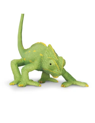 Młode kameleona jemeńskiego