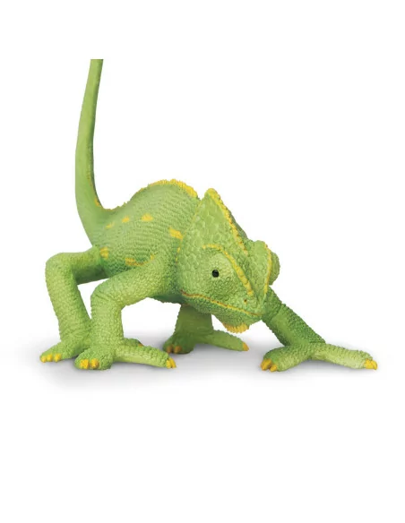 Młode kameleona jemeńskiego