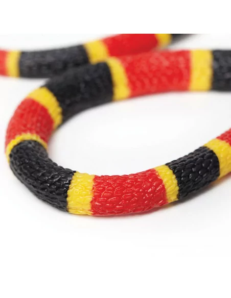 Młode węża koralowego arlekina