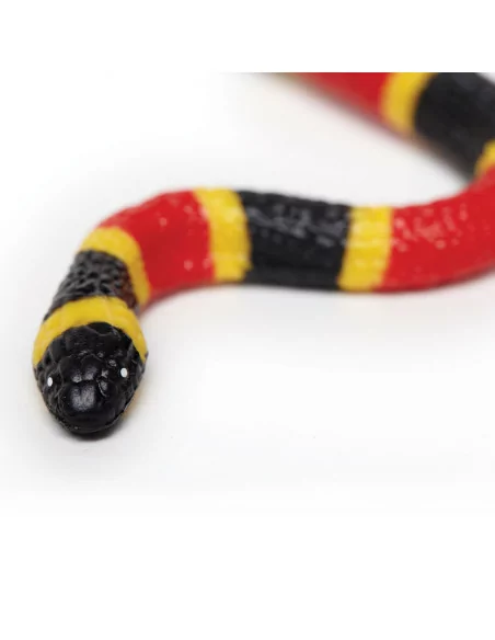 Młode węża koralowego arlekina