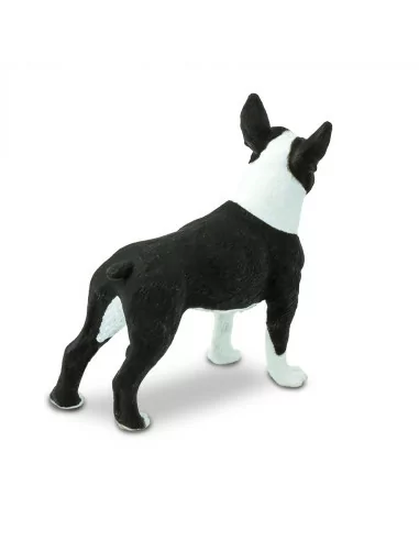 Boston Terrier