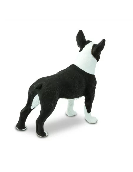 Boston Terrier
