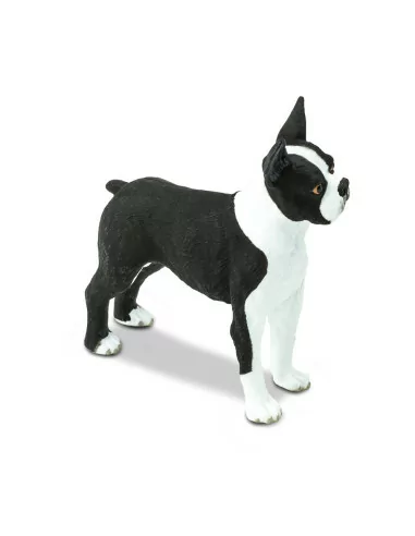 Boston Terrier