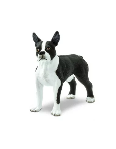Boston Terrier