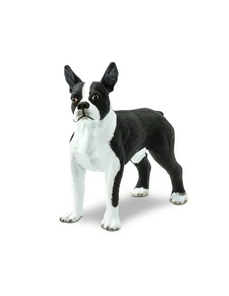 Boston Terrier