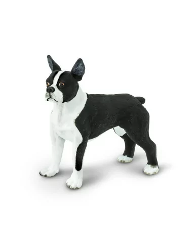 Boston Terrier