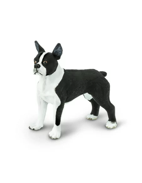 Boston Terrier