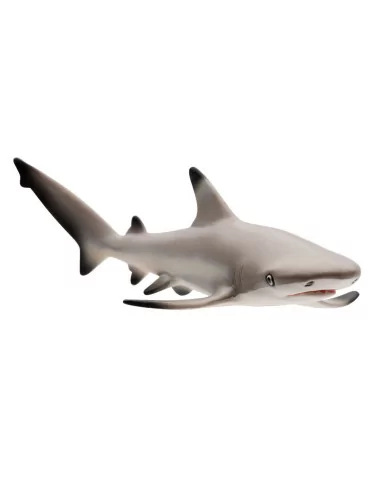 Żarłacz (Carcharhinus melanopterus)